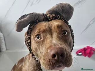 Staffordshire Bull Terrier dogs 16 month old liver & white Staffy cross - Advert 1