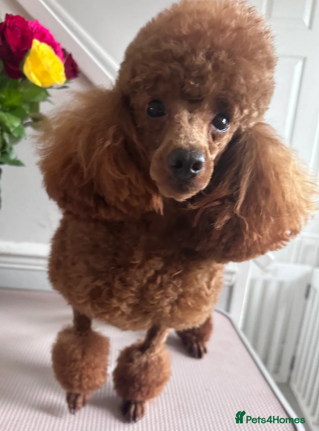 Toy Poodle dogs for stud: Kc Red Toy Poodle in Chislehurst - Advert 1