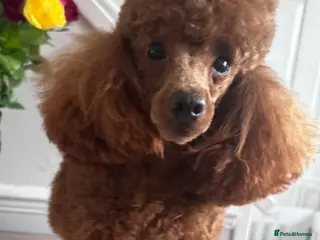 Toy Poodle dogs for stud: Kc Red Toy Poodle in Chislehurst - Advert 2