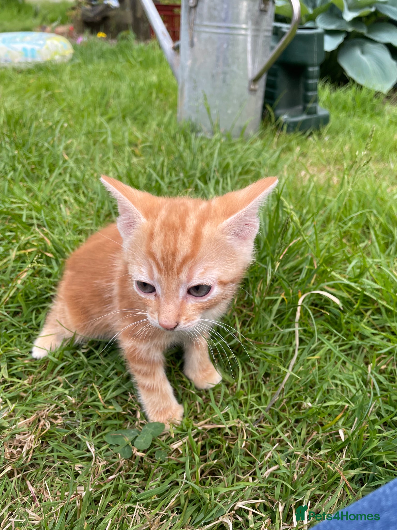 Domestic Shorthair cats for sale: 3 playful male kittens  - Advert 2