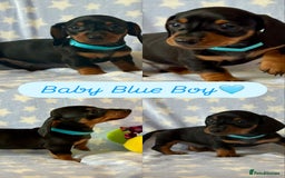 Dachshund dogs for sale: Miniature Daschund puppies - Image 10