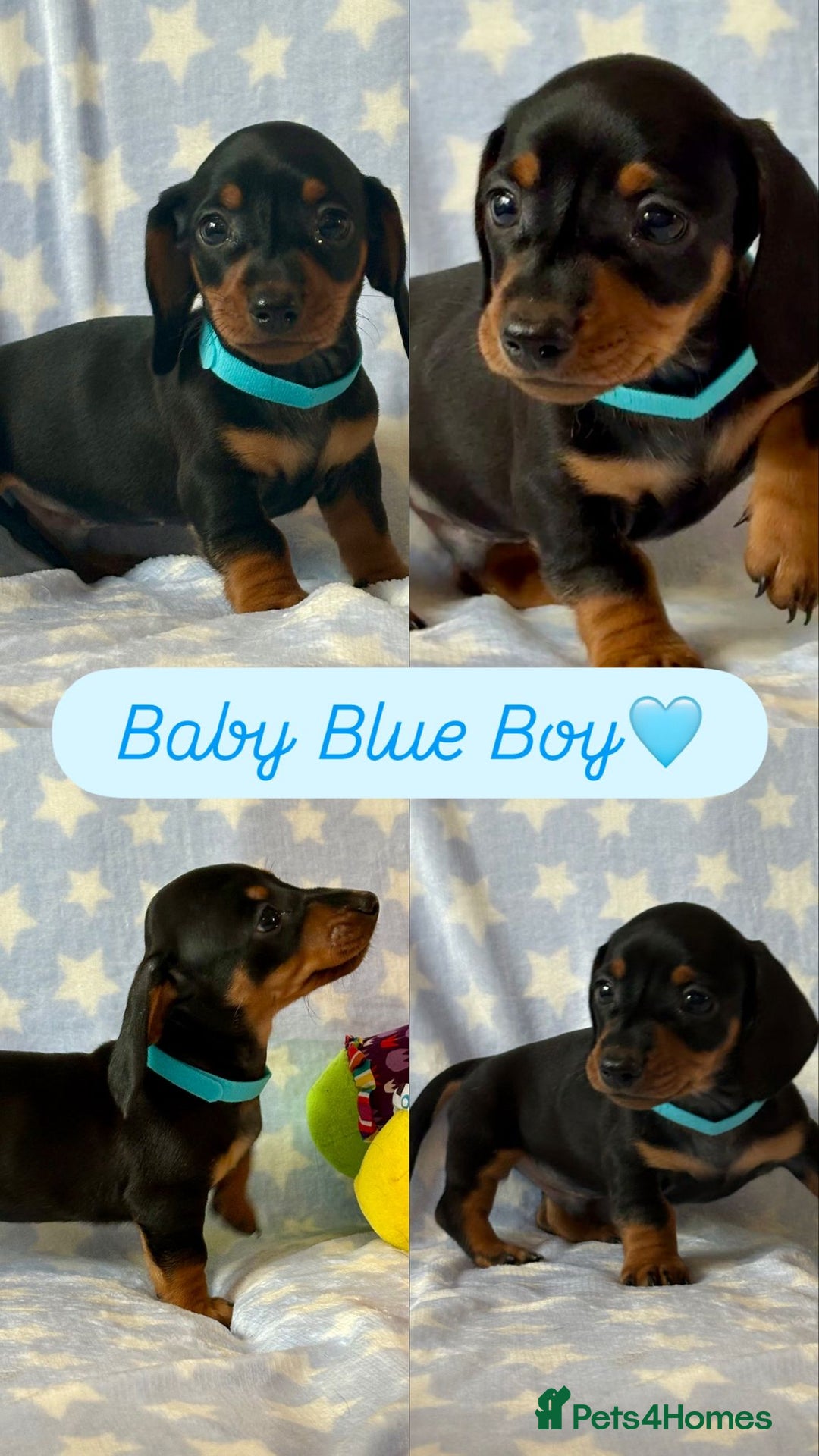 Dachshund dogs for sale: Miniature Daschund puppies - Image 10