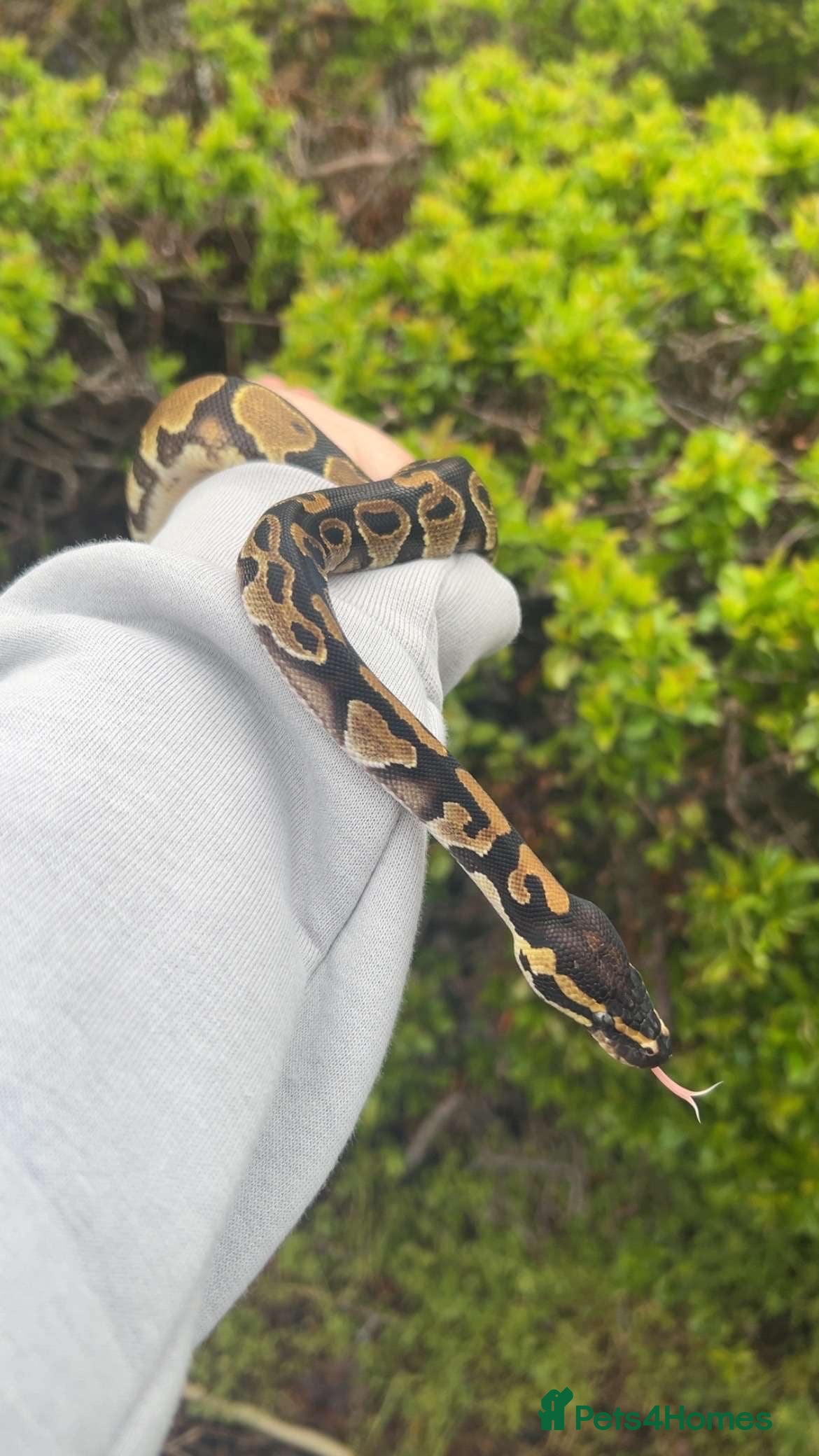 Snake reptiles 1.0 Classic Royal Ball Python Male - Advert 1