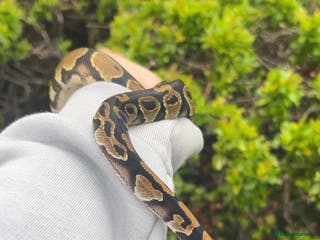 Snake reptiles 1.0 Classic Royal Ball Python Male - Advert 1