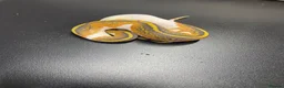 Python Snake reptiles for sale: Hypo pied royal pythons  in Bury Saint Edmunds - Advert 3