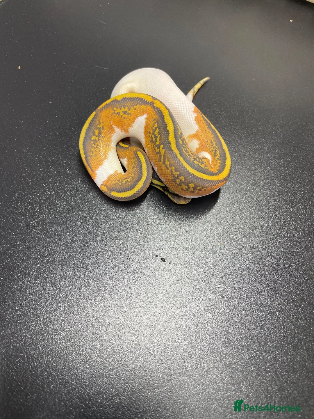 Python Snake reptiles for sale: Hypo pied royal pythons  in Bury Saint Edmunds - Advert 3