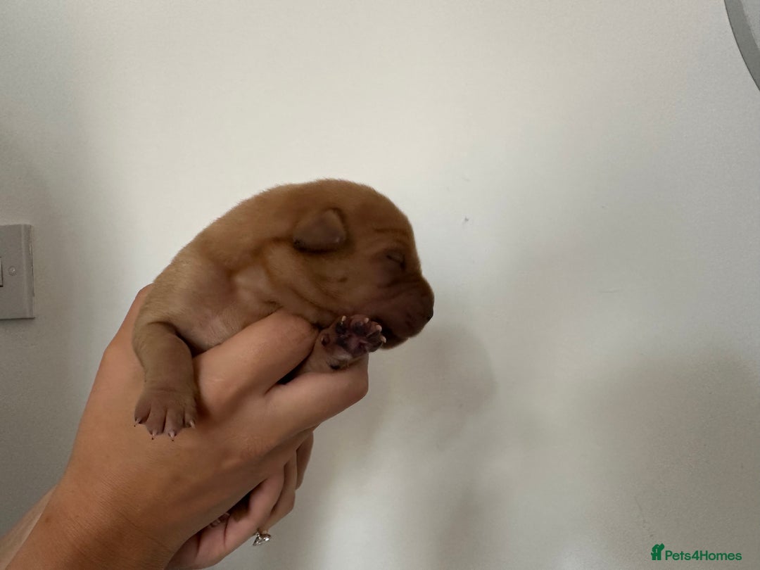 Labrador Retriever dogs for sale: Working Class Fox Red Labs  - Image 13