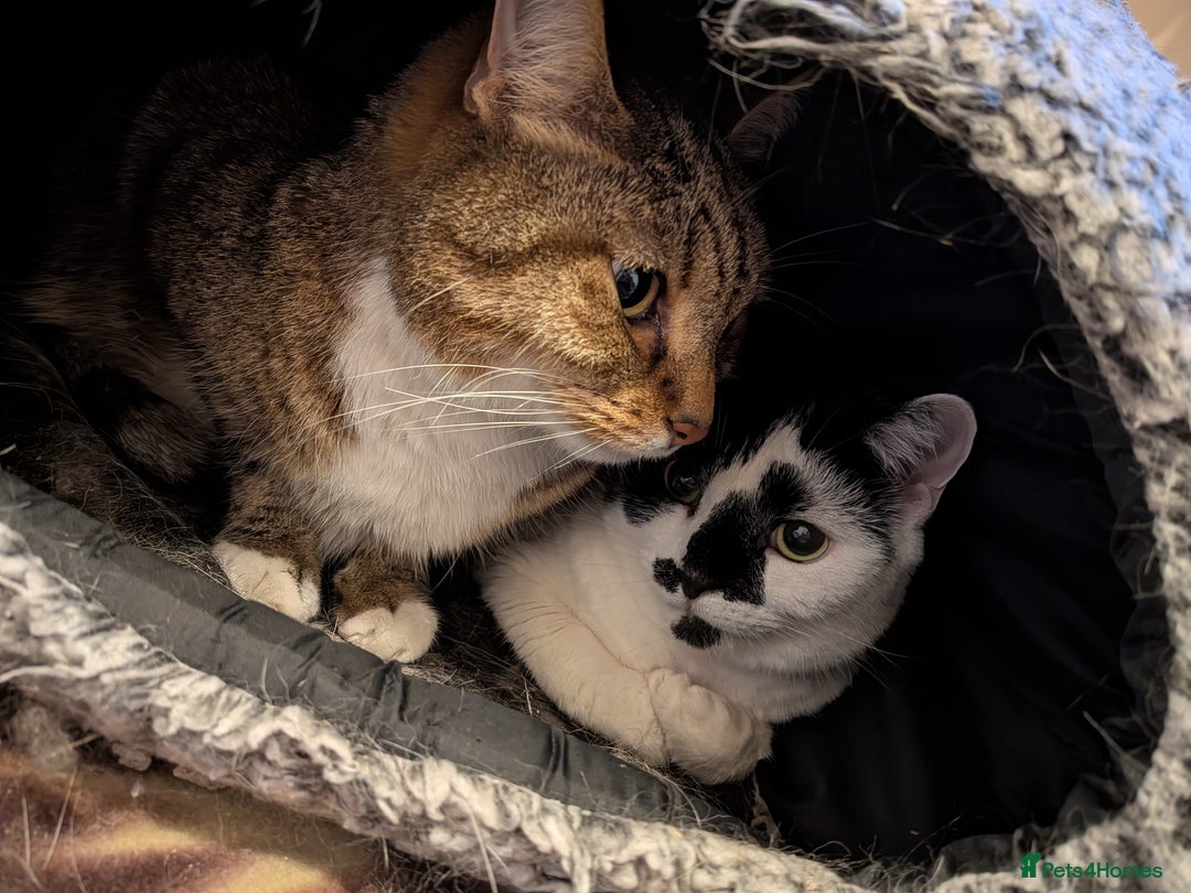 Domestic Shorthair cats for adoption: Edith and Sam are a purrfect pair - Advert 1