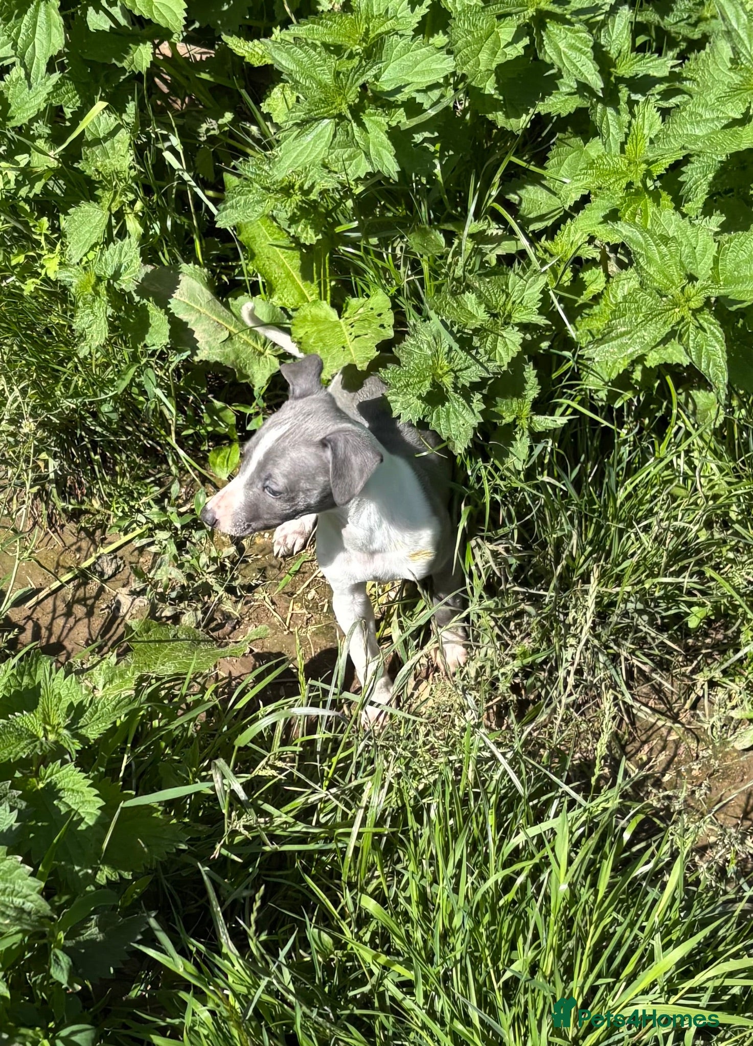 Whippet dogs KC registered whippet puppies  - Advert 2