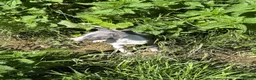 Whippet dogs for sale: KC registered whippet puppies  - Advert 2