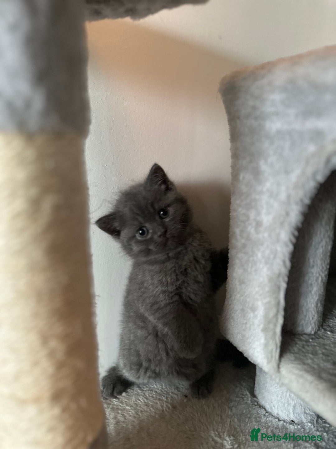 British Shorthair cats for sale: Last 2Stunning British Shorthair Kittens  - Advert 4