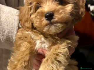 Cavachon dogs Super friendly, Litter trained Cavapoochon’s - Advert 8