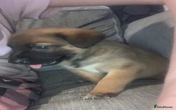 Mixed Breed dogs for sale: 2 beautiful babies left - Image 9