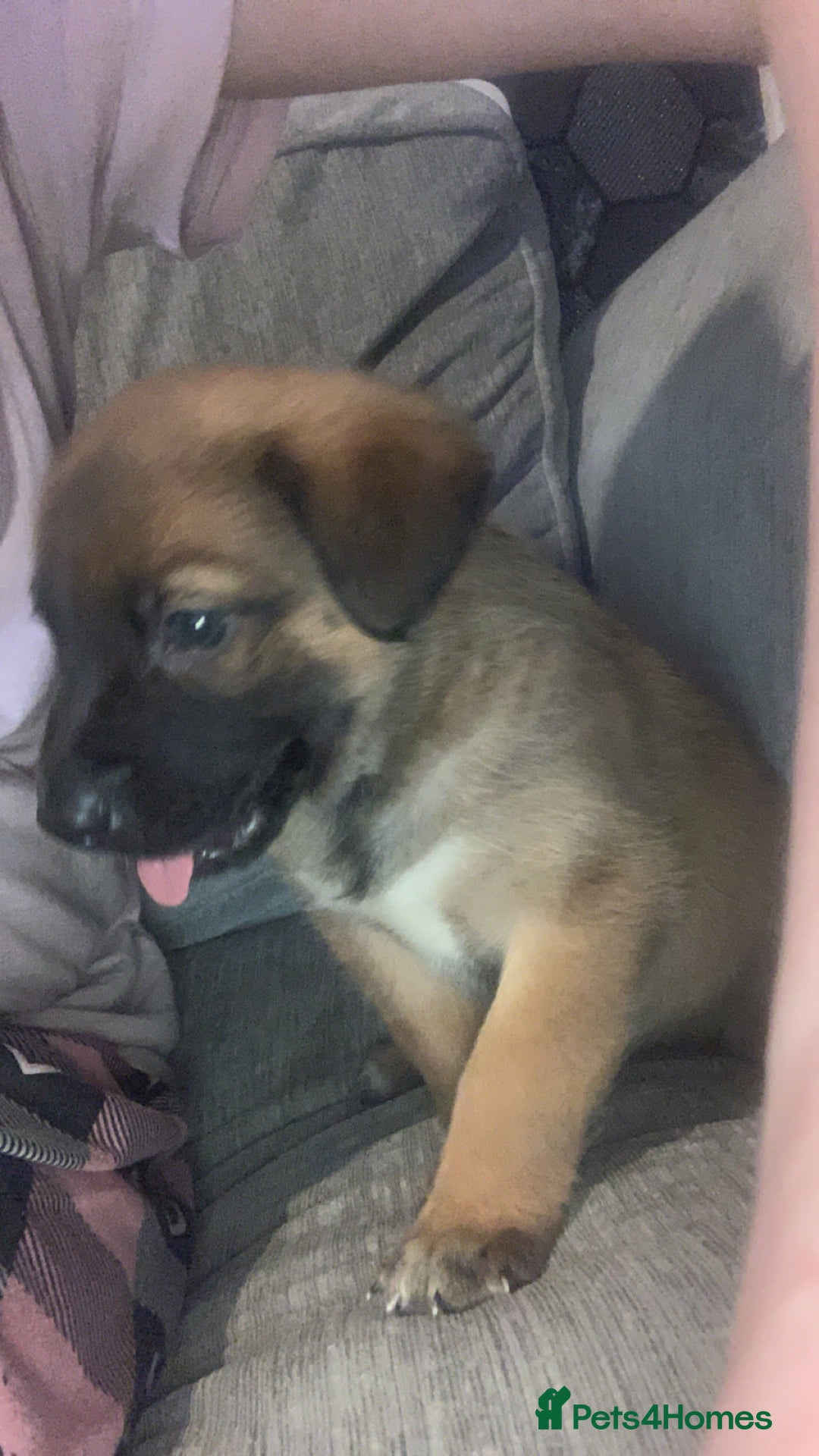 Mixed Breed dogs for sale: 2 beautiful babies left - Image 9