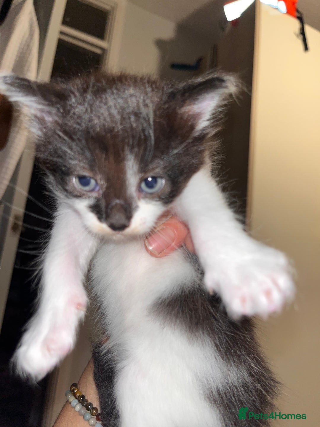 British Longhair cats for sale: Beautiful fluffy kitten’s - Image 3