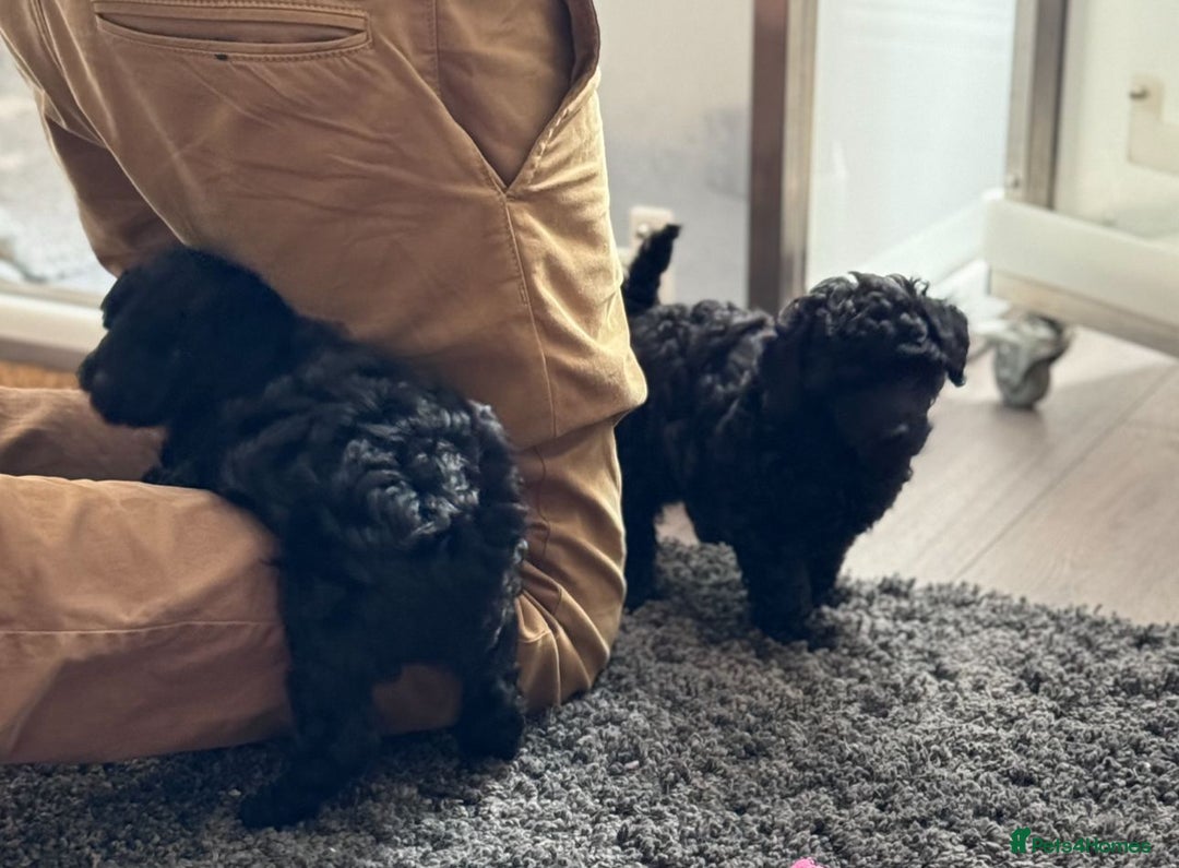 Toy Poodle dogs for sale: KC registered Toy Poodle Male 1 black  - Advert 9