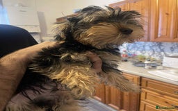 Yorkshire Terrier dogs for sale: Maxi yorkshire terrier  - Image 1