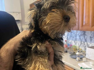 Yorkshire Terrier dogs - Advert 8