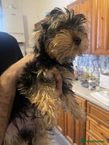 Yorkshire Terrier dogs - Advert 4