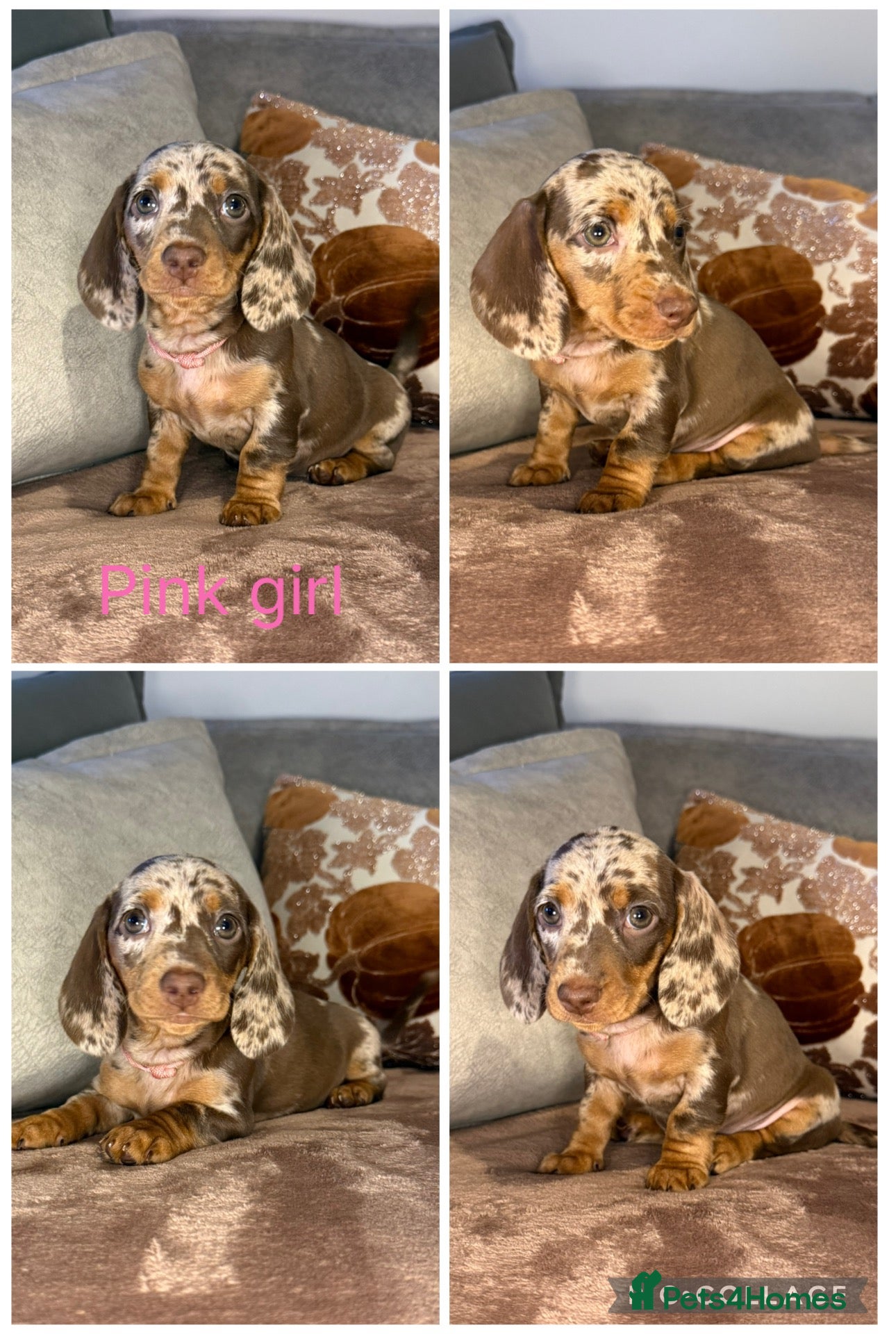 Miniature Dachshund dogs for sale: READY NOW🐾Miniature dachshund puppies - Advert 1