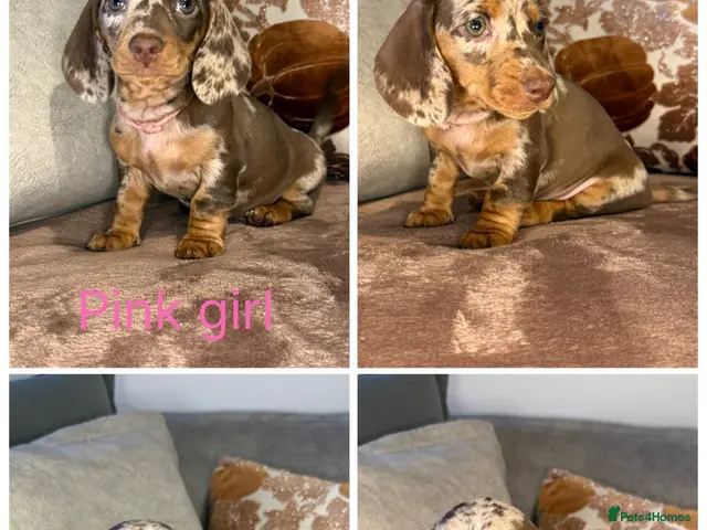 Miniature Dachshund dogs for sale: READY NOW🐾Miniature dachshund puppies - Advert 1