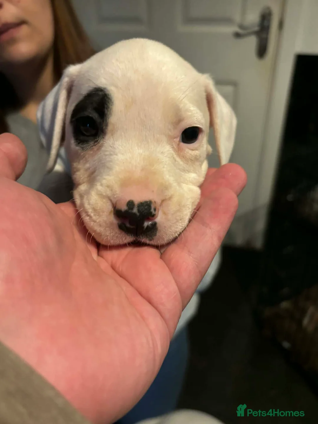 Mixed Breed dogs for sale: Bull cross staffy pups. LAST 2 GIRLS LEFT  - Advert 35