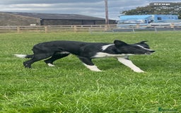 Border Collie dogs for sale: Lovley border collie - Image 1