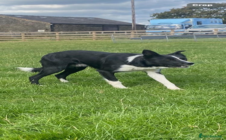 Border Collie dogs - Advert 14