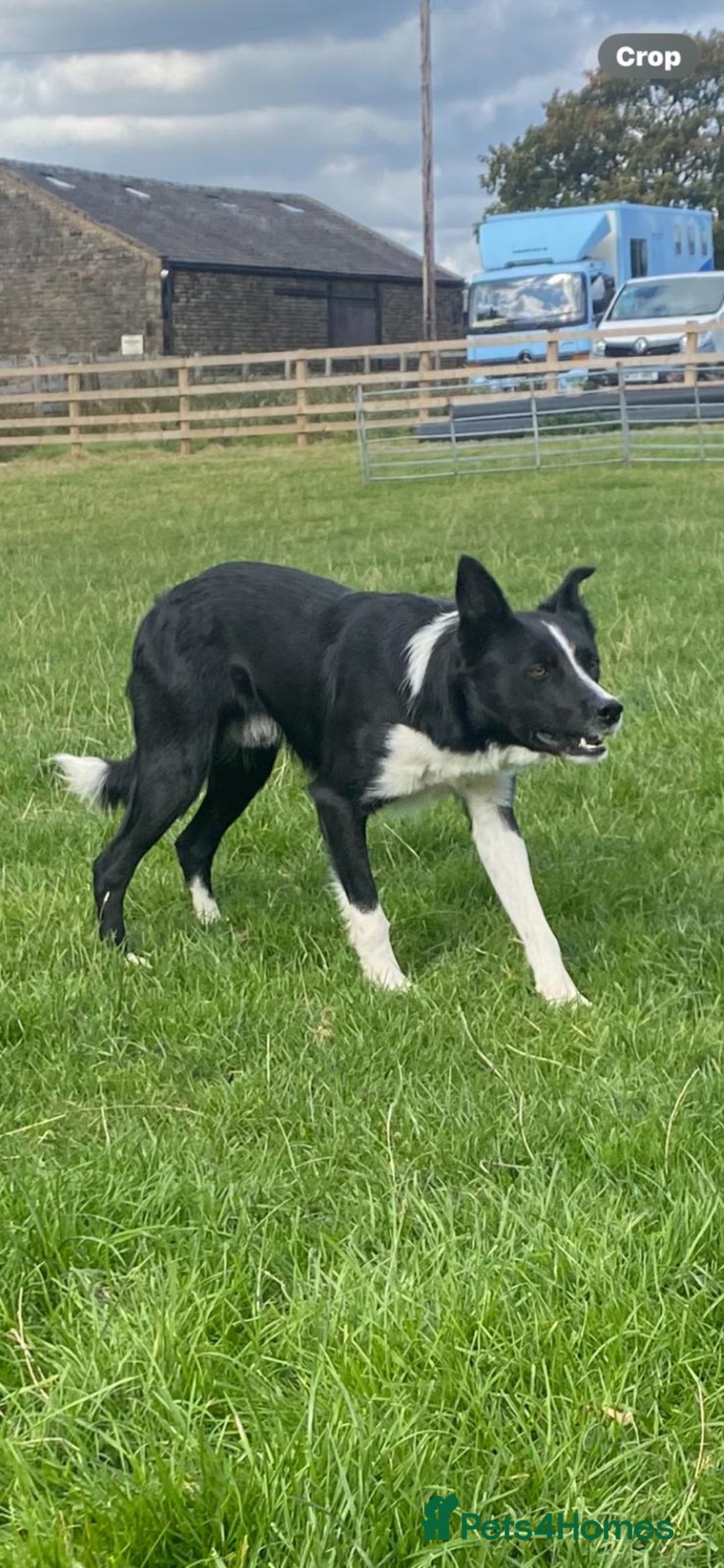 Border Collie dogs for sale: Lovley border collie - Image 1