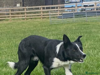 Border Collie dogs - Advert 1