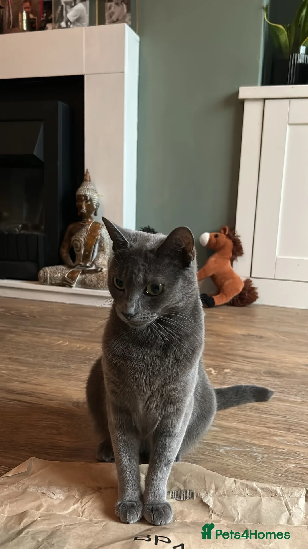 Maine Coon cats for sale: British shorthair/ maincoon for sale - Advert 4