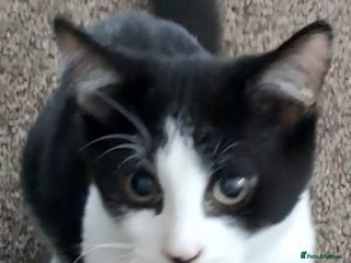 Mixed Breed cats Handsome 3 month old Bruno looking for a home. - Advert 7