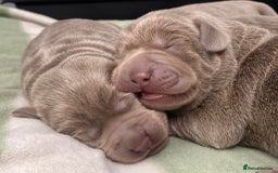 Labrador Retriever dogs for sale: Highest Health Tested Silver Puppies  - Image 2
