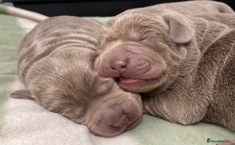 Labrador Retriever dogs - Advert 2