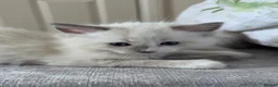 Ragdoll cats for sale: 3 Ragdoll kittens, two boys left - Advert 27