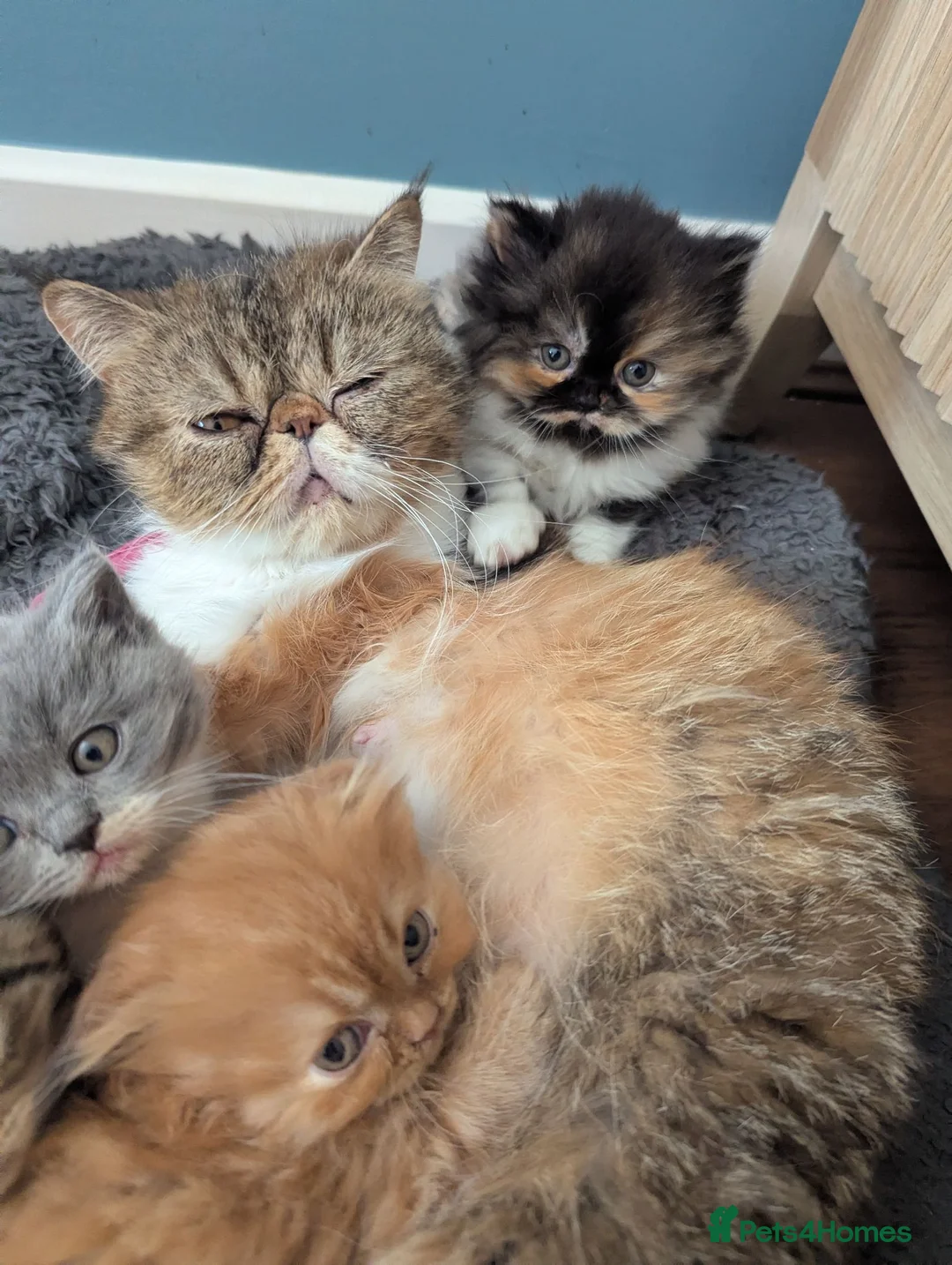 British Shorthair cats for sale: Meet Tom – The Bulk, The Legend, The Ex-Furby! 🐾 - Advert 2