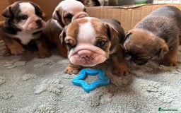 English Bulldog dogs for sale: Ready to go English bulldog puppies - Image 15