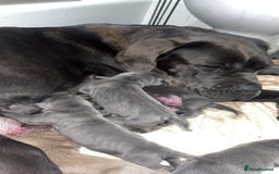 Cane Corso dogs for sale: Abkc registered cane corso pups - Image 3