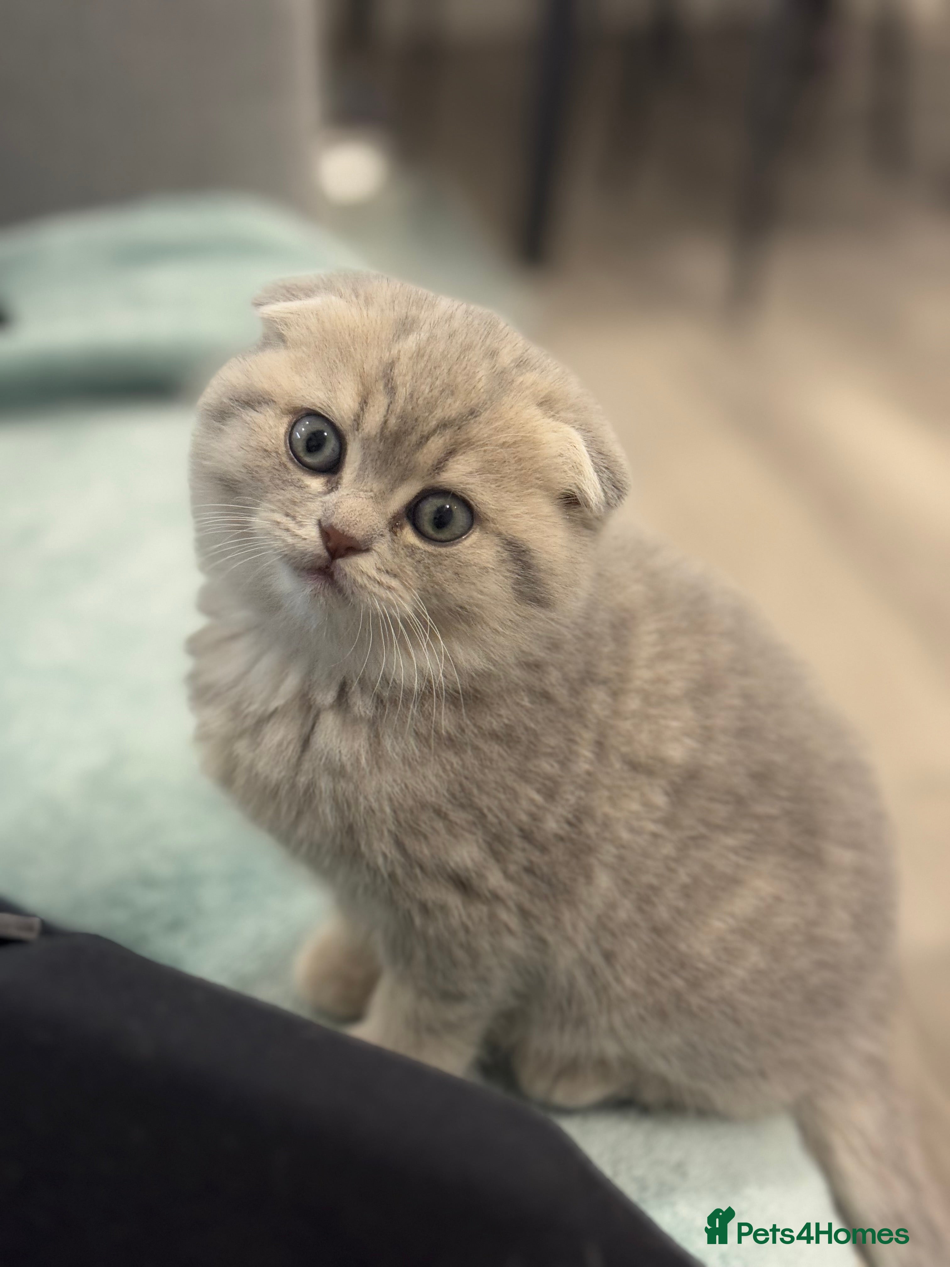 Scottish Fold cats -10% off🐾 Scottish kittens available for sale! 🐾 - Advert 11