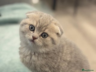 Scottish Fold cats -10% off🐾 Scottish kittens available for sale! 🐾 - Advert 7