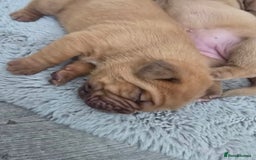 Dogue De Bordeaux dogs for sale: Dogue de bordeaux - Advert 7
