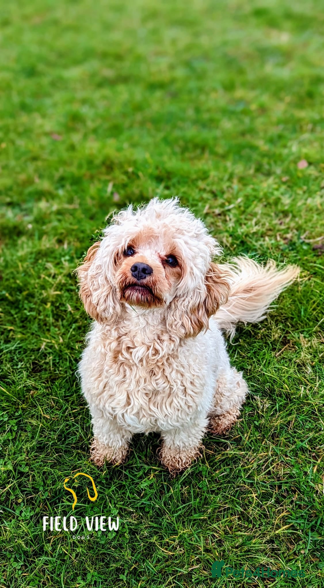 Cavapoo dogs Extensively health tested adult F1 Cavapoo - Advert 1
