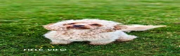 Cavapoo dogs for sale: Extensively health tested adult F1 Cavapoo - Advert 1