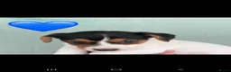 Jack Russell dogs for sale: Stunning jack russell puppies  in Reading - Advert 4