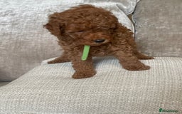 Cavapoo dogs for sale: F1b Cavapoos - Image 7