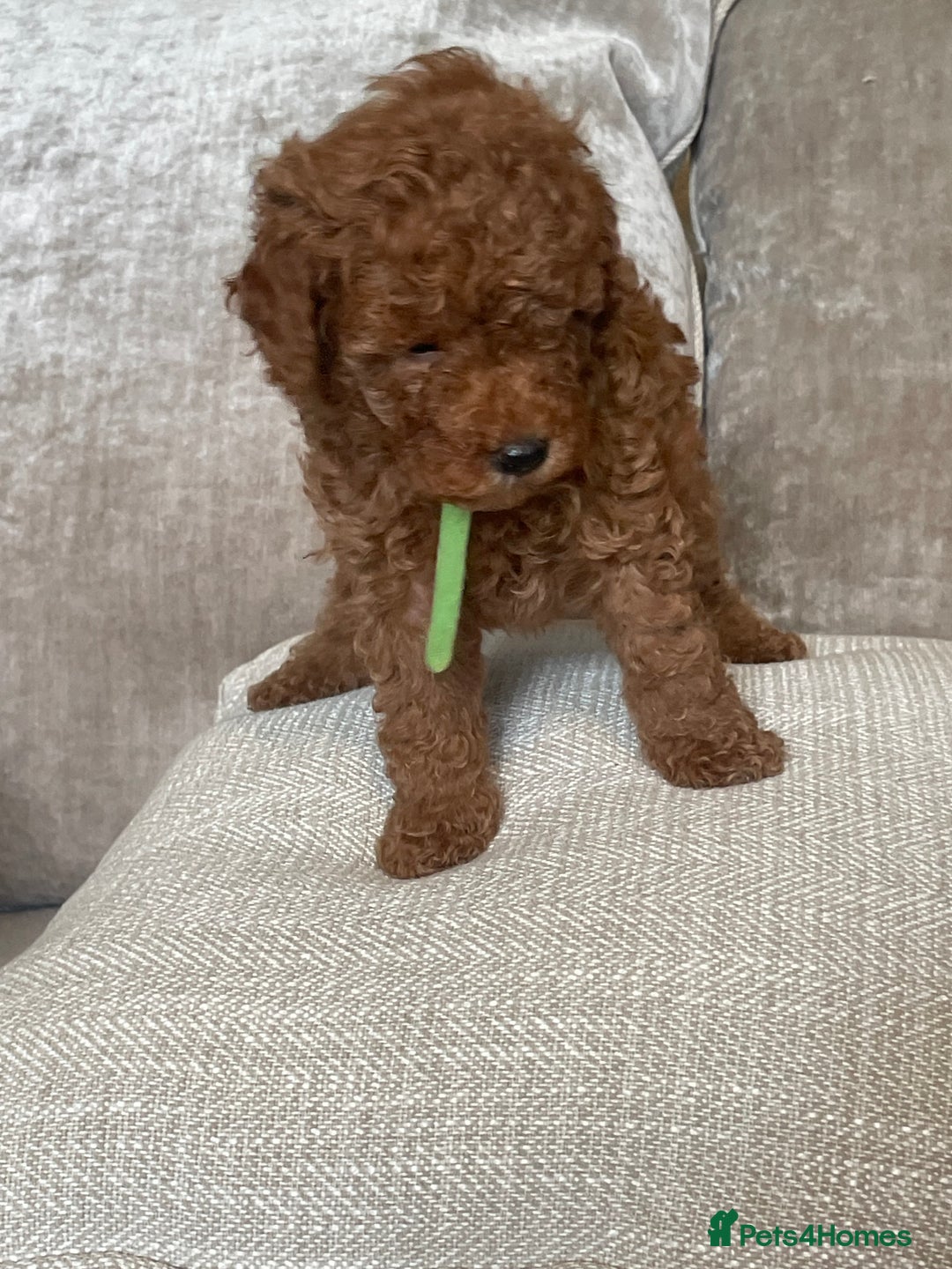 Cavapoo dogs for sale: F1b Cavapoos - Image 7
