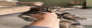 Tabby