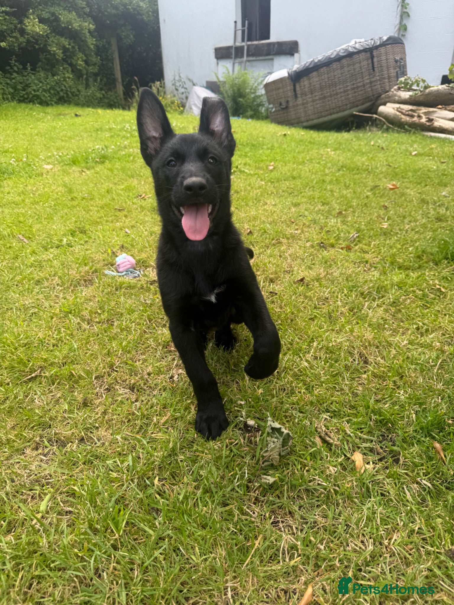 Belgian Shepherd Dog dogs RARE BLACK&BROWN BELGIAN MALINOIS PUPPIES - Advert 5