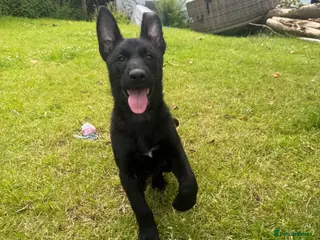 Belgian Shepherd Dog dogs RARE BLACK&BROWN BELGIAN MALINOIS PUPPIES - Advert 5