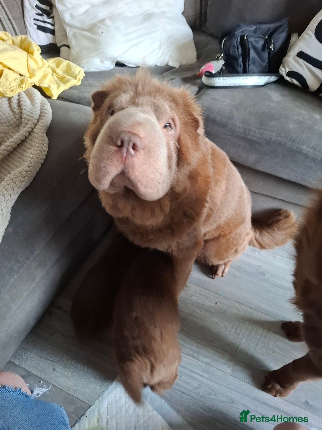 Shar Pei dogs for sale: Only 3 babies left Sharpei puppies for sale  - Image 4
